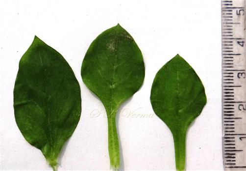  Leaves